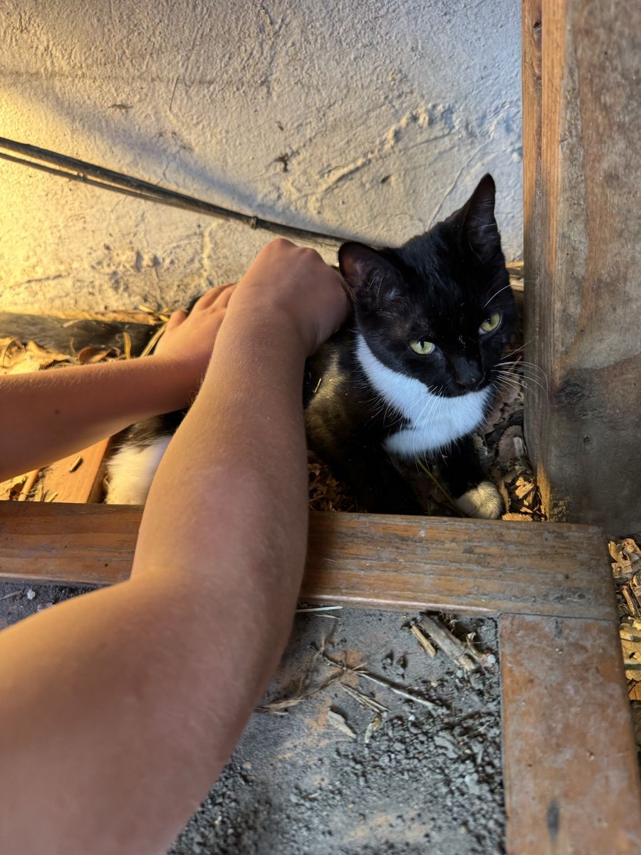 Mittens ready to find her one and only home