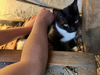 Mittens ready to find her one and only home