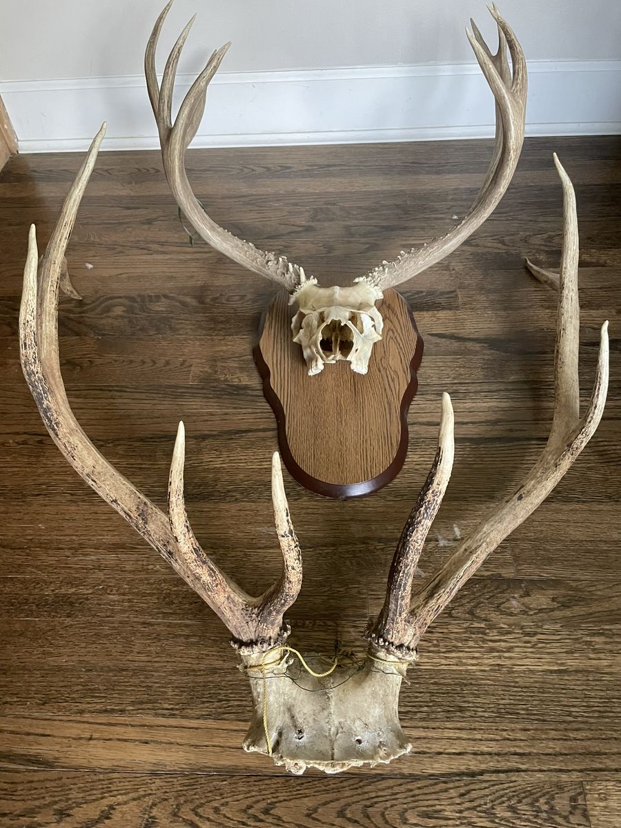 Antler's x2