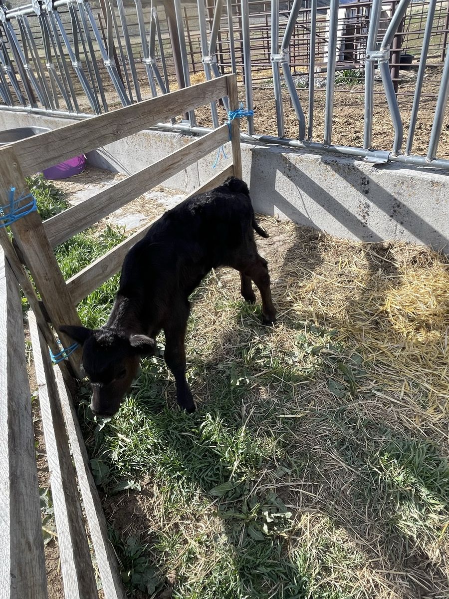 Angus Bottle Calf Heifer