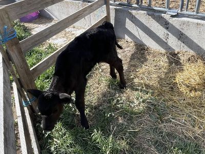 Angus Bottle Calf Heifer