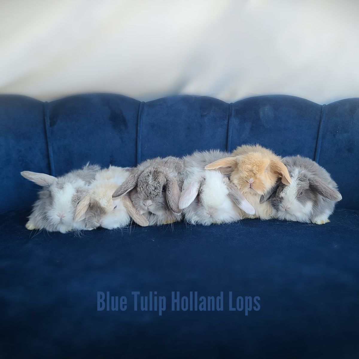 Spring Holland Lops
