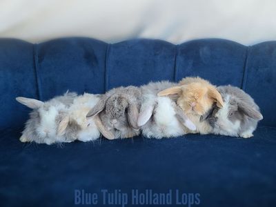 Spring Holland Lops