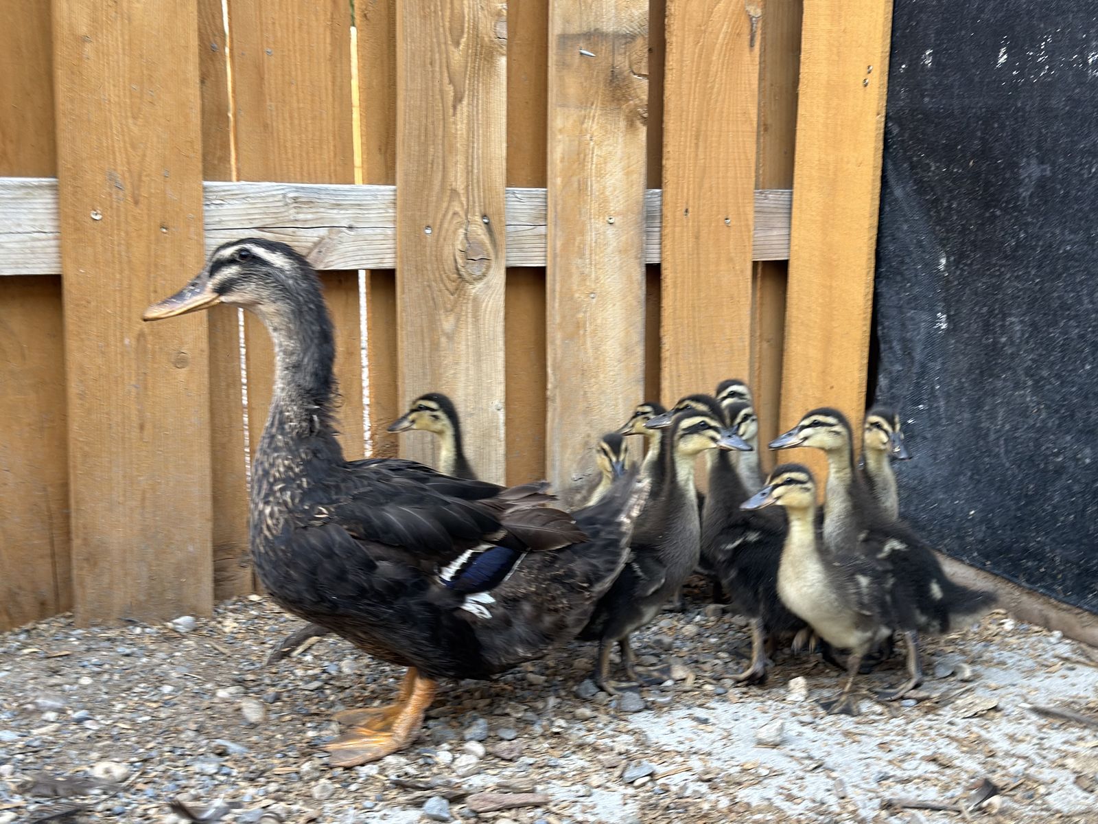 2 week old ducklings 