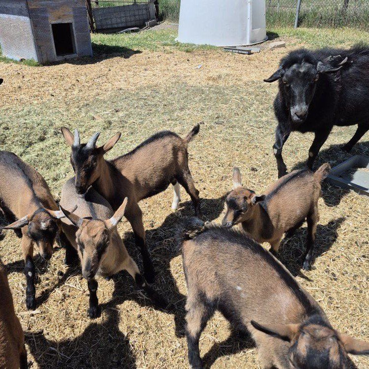 Oberhasli baby goats for sale