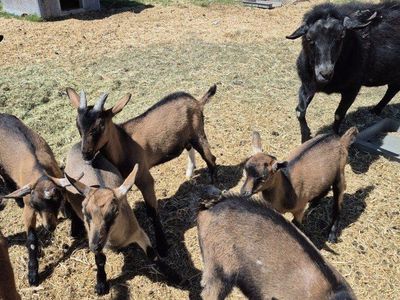 Oberhasli baby goats for sale