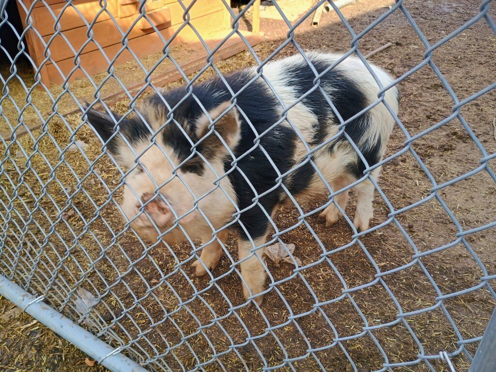 Kune kune boar not castrated our loss is your gain