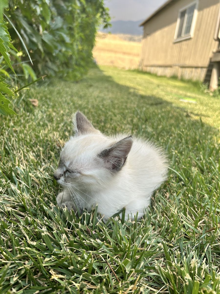 Free White Female Kitten - Sweet & Friendly, Ready for a Loving Home!
