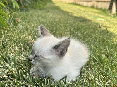 Free White Female Kitten - Sweet & Friendly, Ready for a Loving Home!