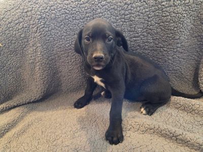 American Great Dane
