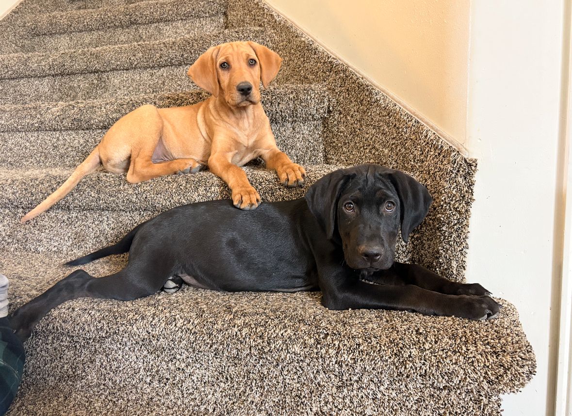 AKC lab puppies