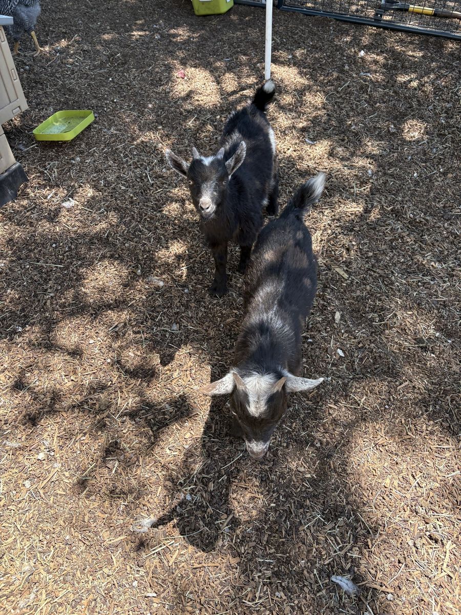 baby Nigerian dwarf goats