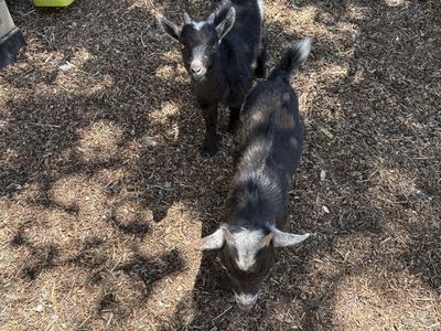baby Nigerian dwarf goats