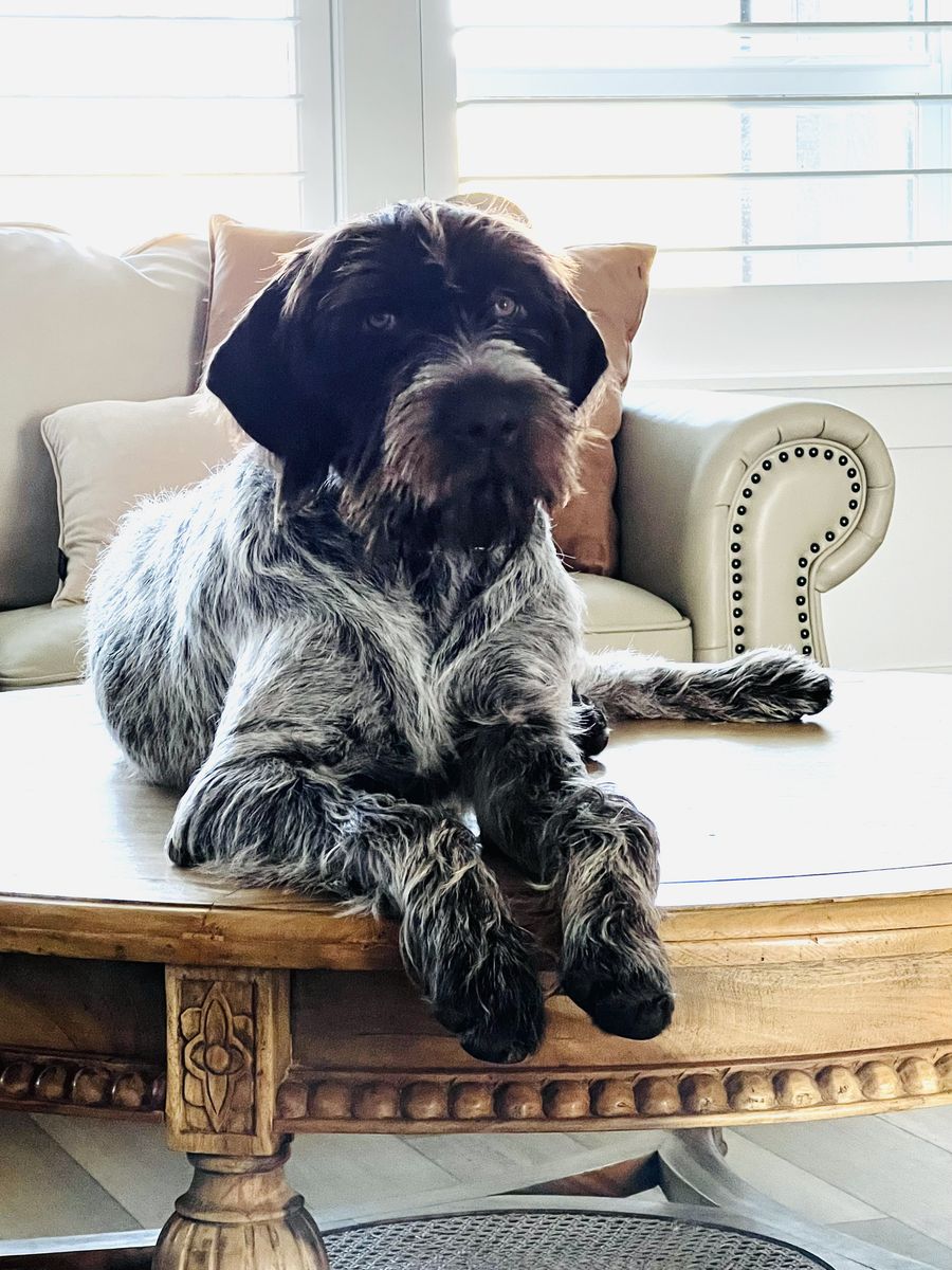 German Short Hair & Wired Hair Griffon Puppy -- One Male Left