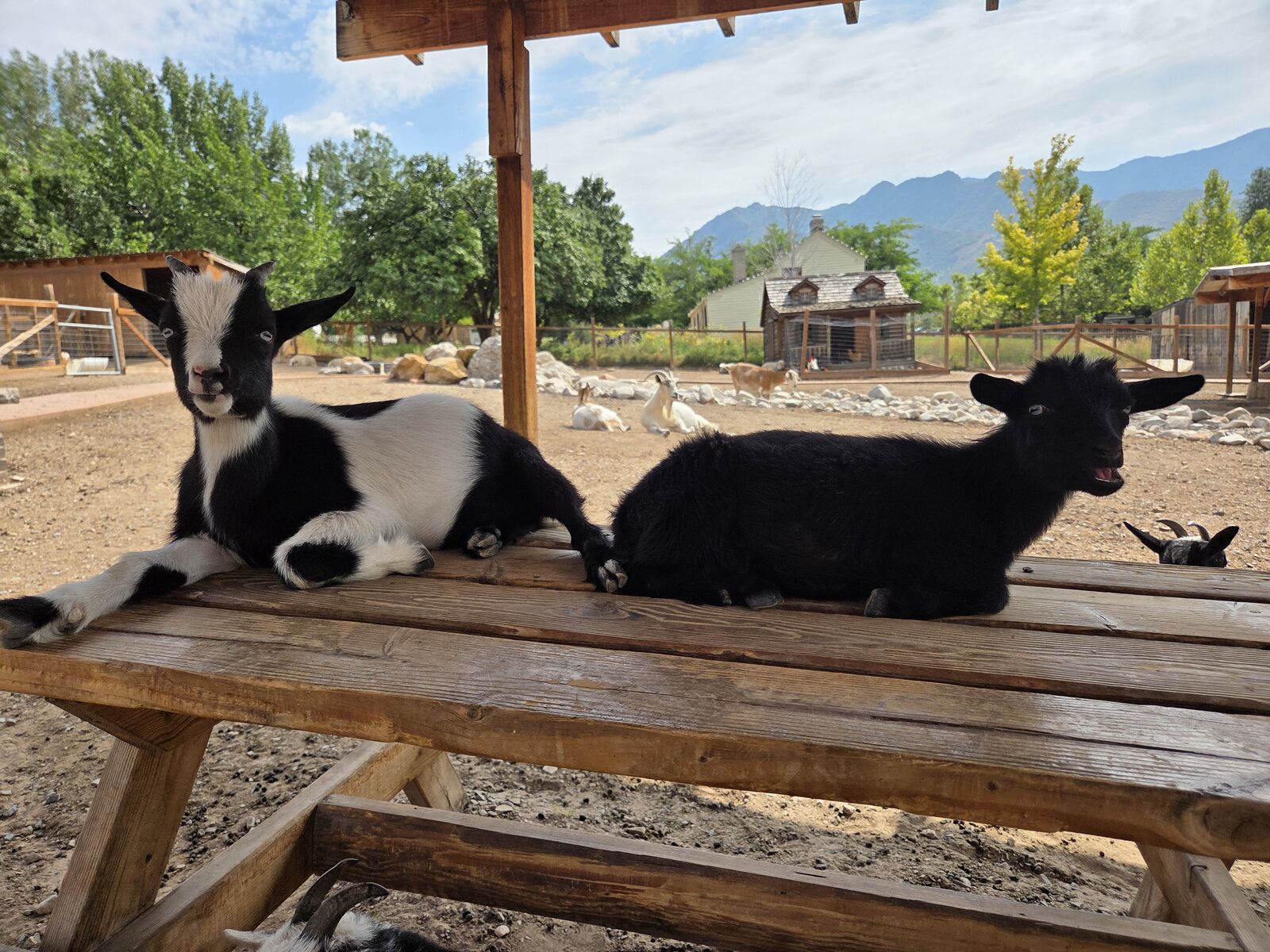 Nigerian Dwarf Wethers