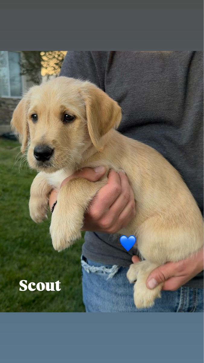 Doodle/Lab mix puppies