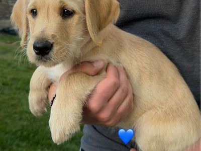 Doodle/Lab mix puppies