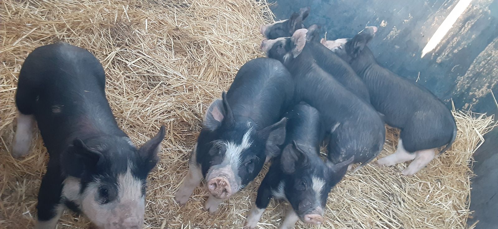 Purebred Berkshire boar