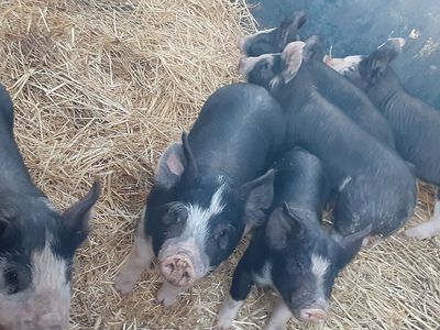Purebred Berkshire boar