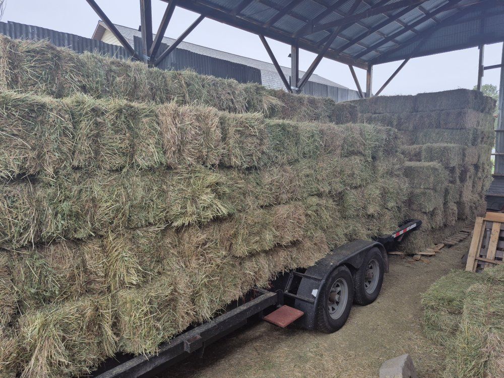 alfalfa / hay