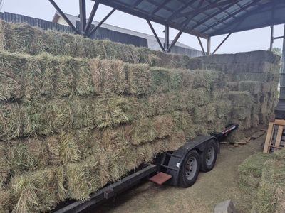 alfalfa / hay