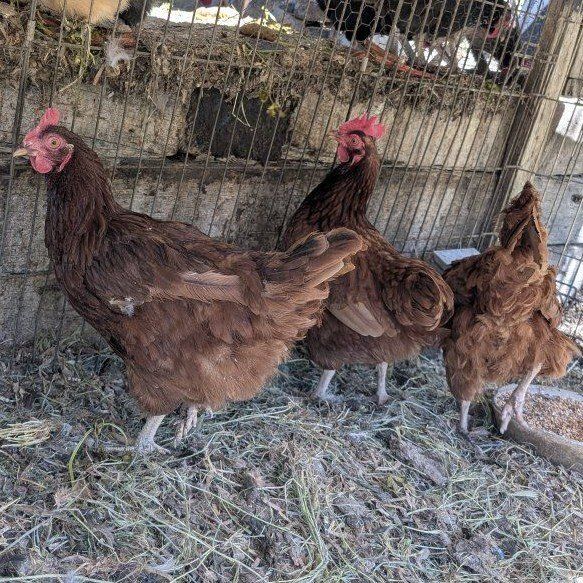 Rhode Island Red laying hens