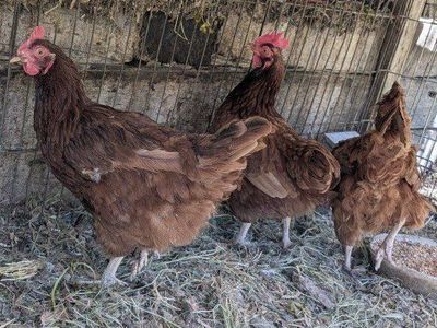 Rhode Island Red laying hens