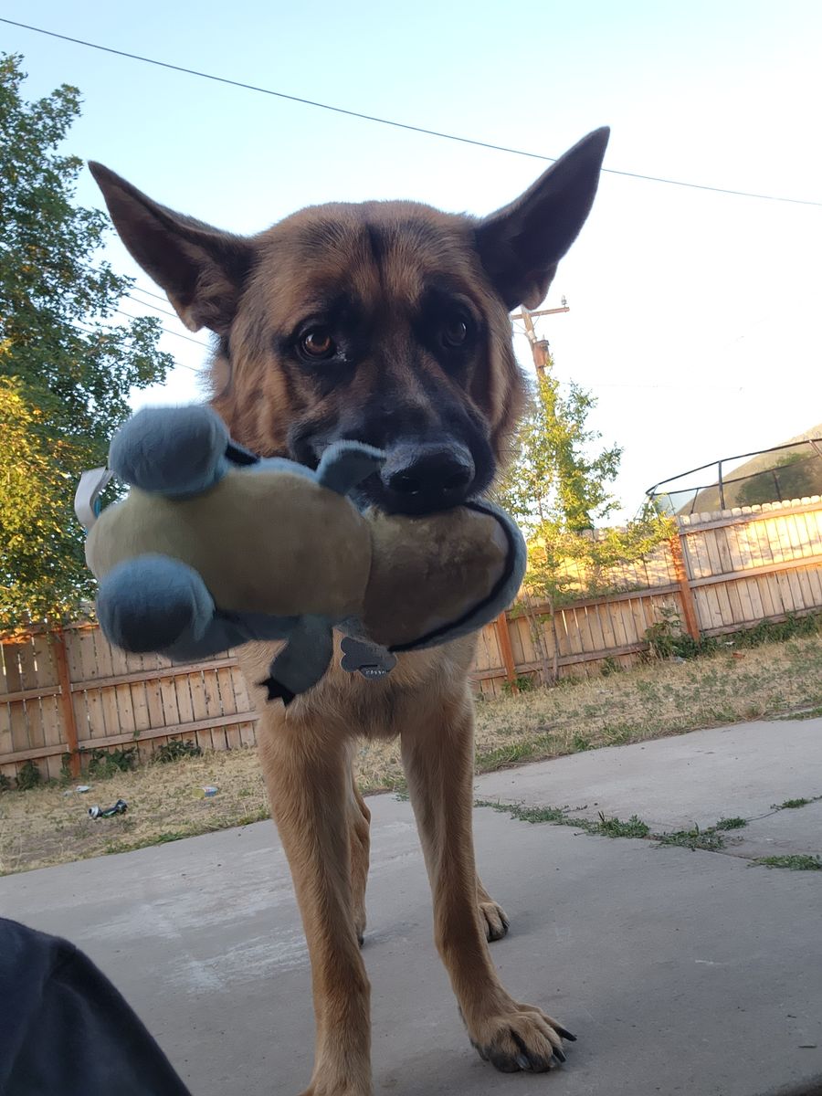 PLEASE READ — Looking for a temporary home for my boy