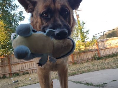 PLEASE READ — Looking for a temporary home for my boy