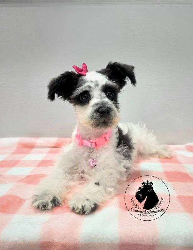 BACK TO SCHOOL DISCOUNT! Toy Schnauzers AKC male & female