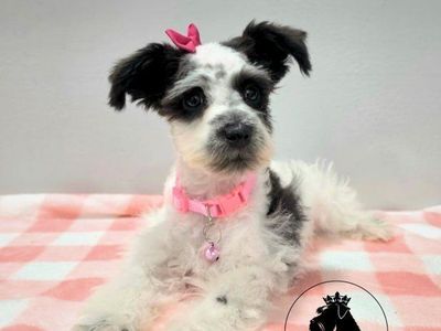 BACK TO SCHOOL DISCOUNT! Toy Schnauzers AKC male & female