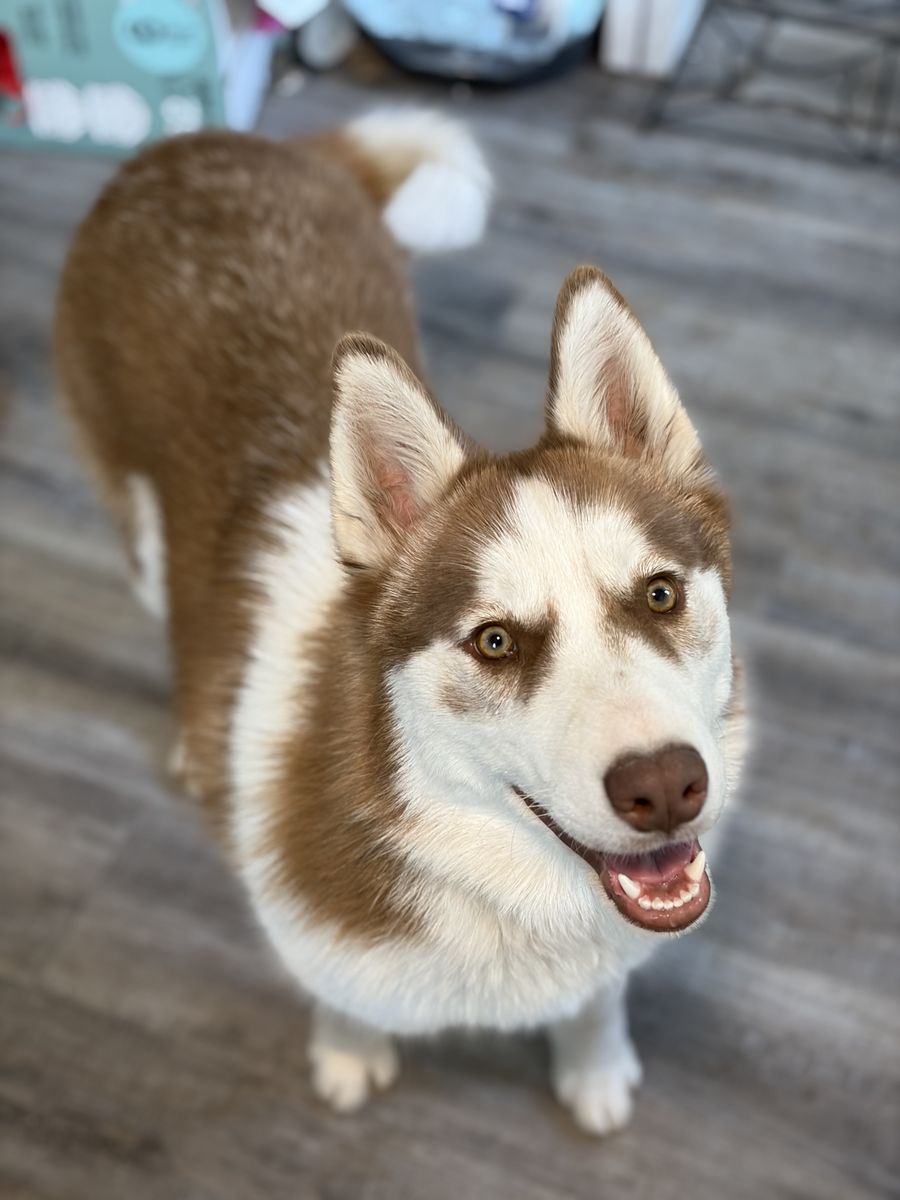 8 month Old Husky Puppy