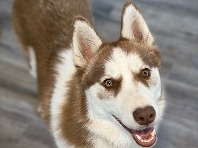 8 month Old Husky Puppy