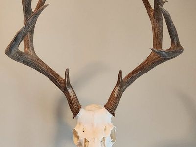 Euro Mount