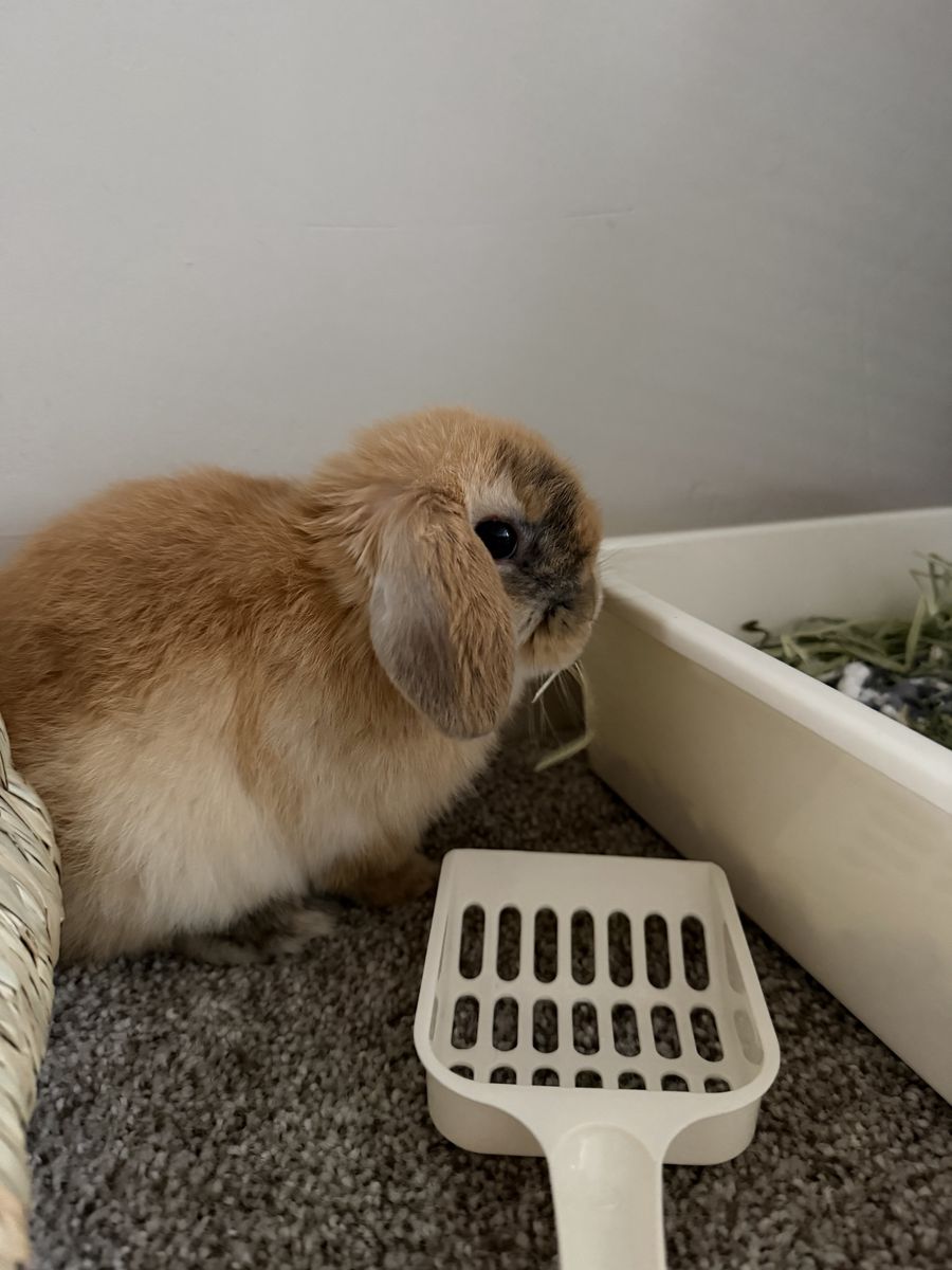 11 Week Old Holland Lop