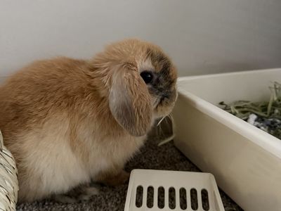 11 Week Old Holland Lop