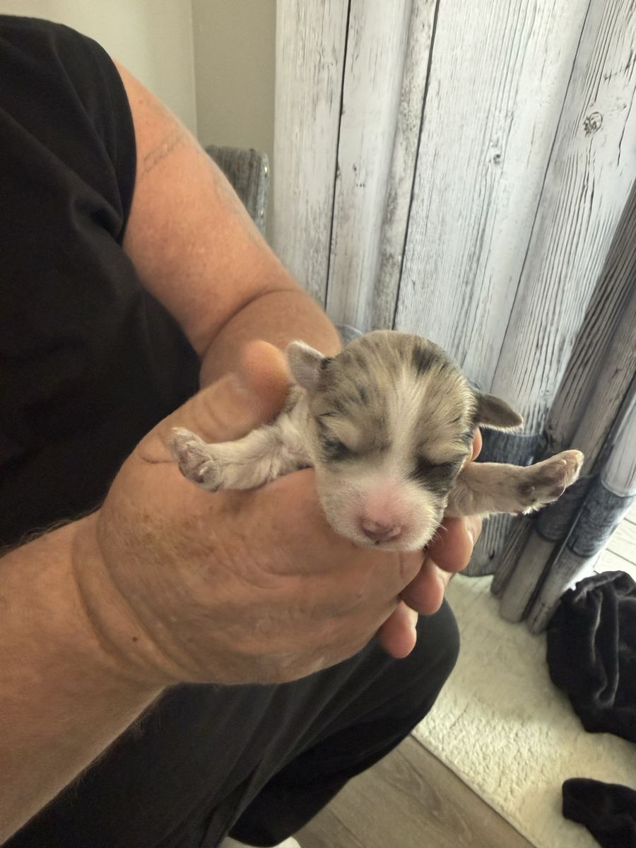 Adorable Yorkipoo Puppies - 5 Boys & 1 Girl - Hypoallergenic & Non-Shedding