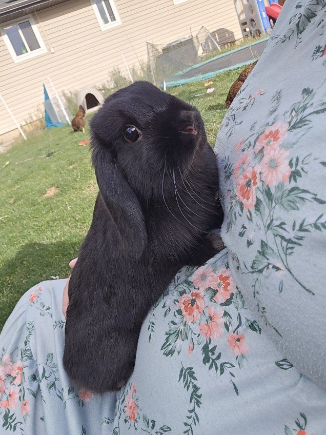 Holland Lop female