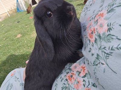 Holland Lop female