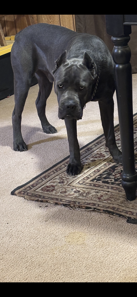 18 month old Cane Corso
