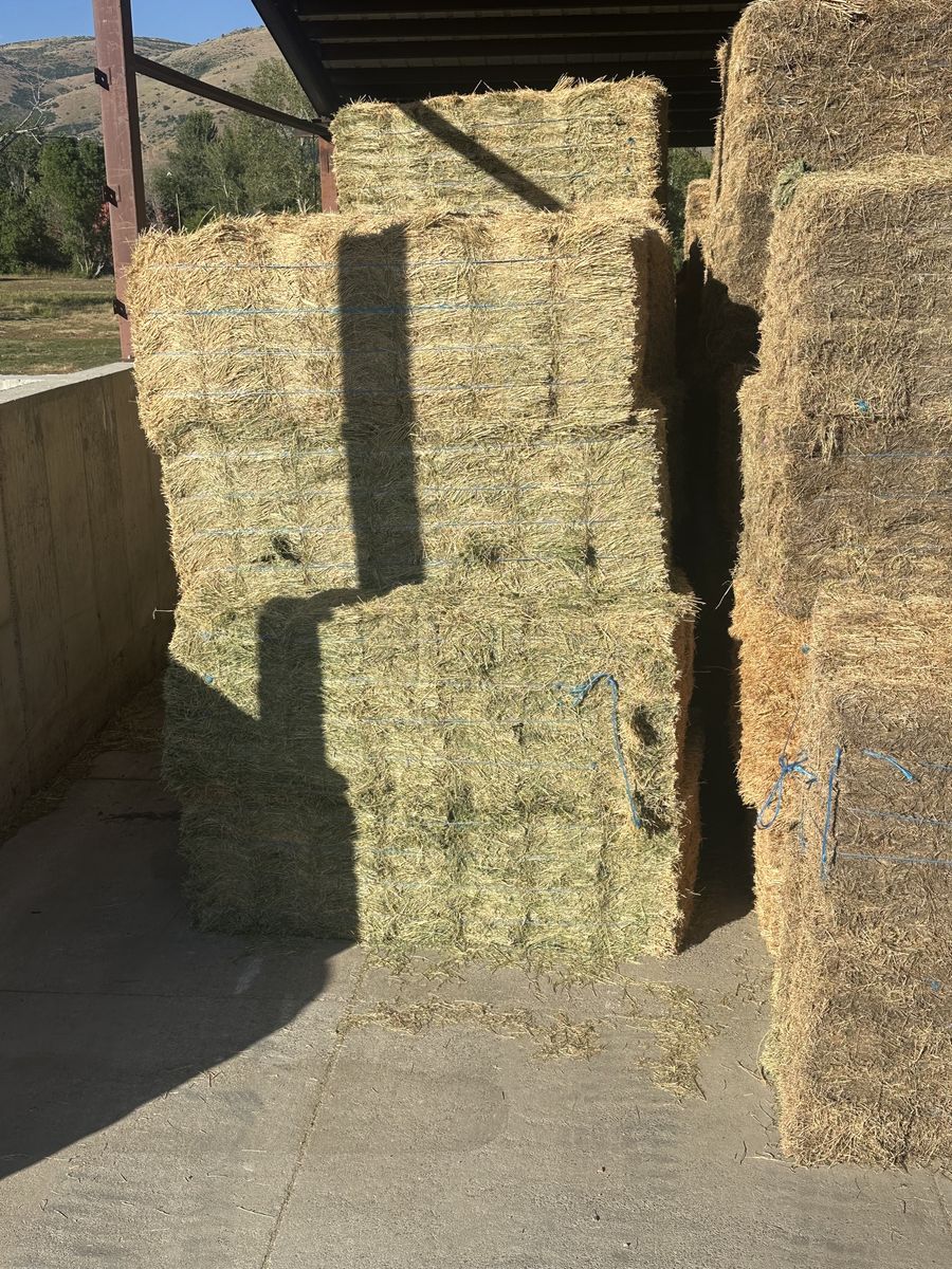 alfalfa small bales 