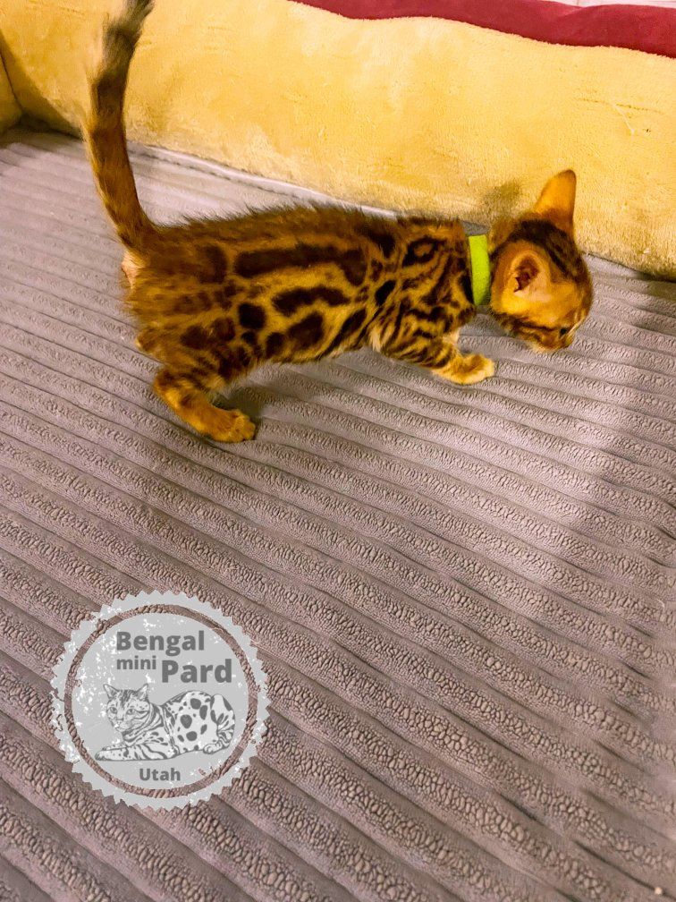 Beautiful Bengal kitten ready to go new home.