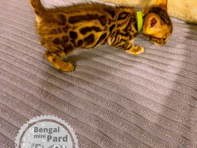 Beautiful Bengal kitten ready to go new home.