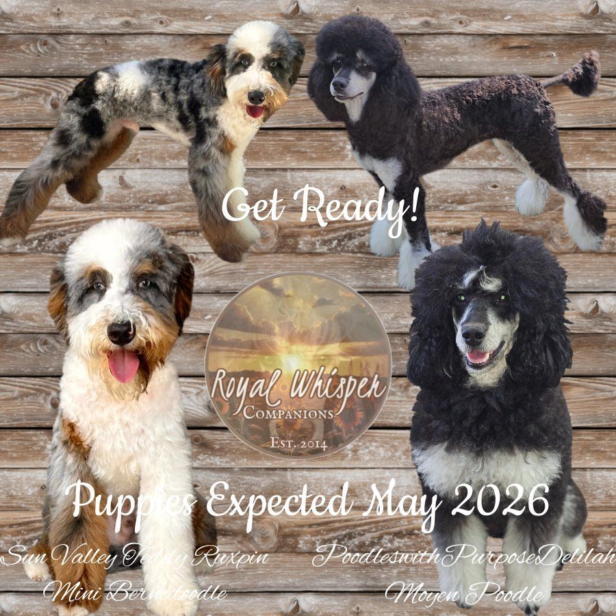 Mini Bernedoodles