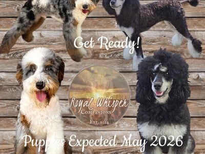 Mini Bernedoodles