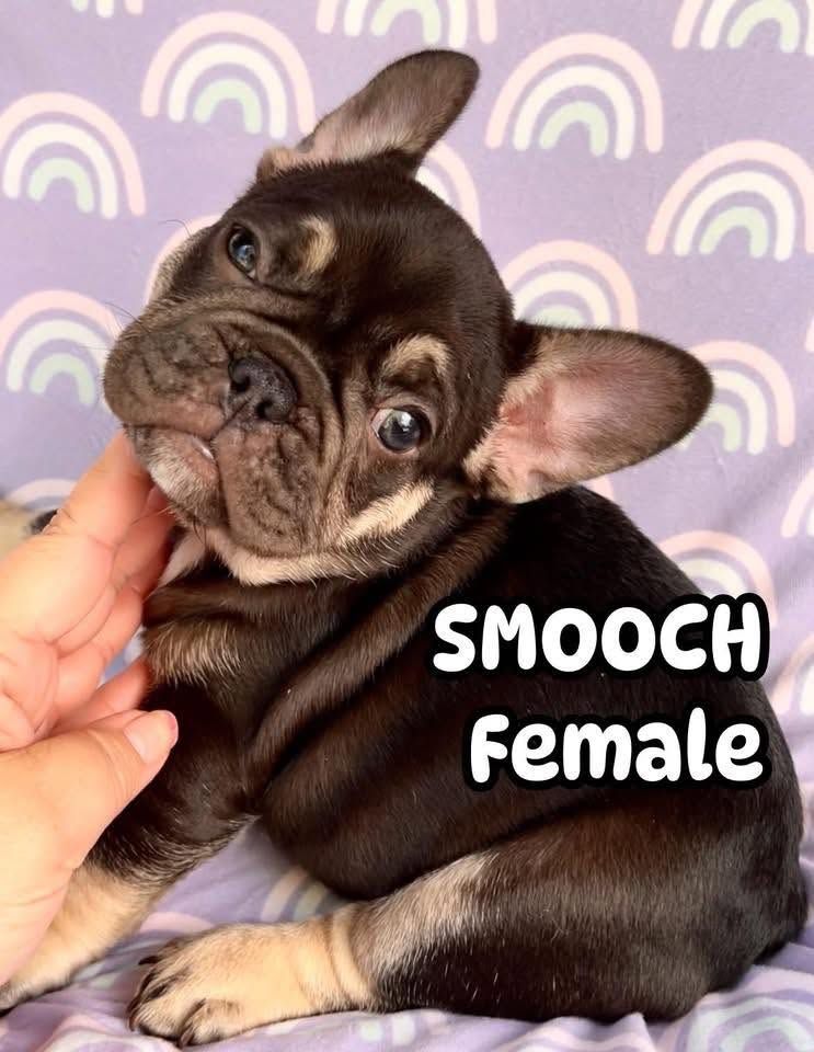 French Bulldog puppies ready for new homes!