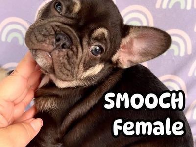 French Bulldog puppies ready for new homes!