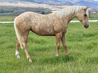 RIATA ELIGIBLE CATTY REY FILLY