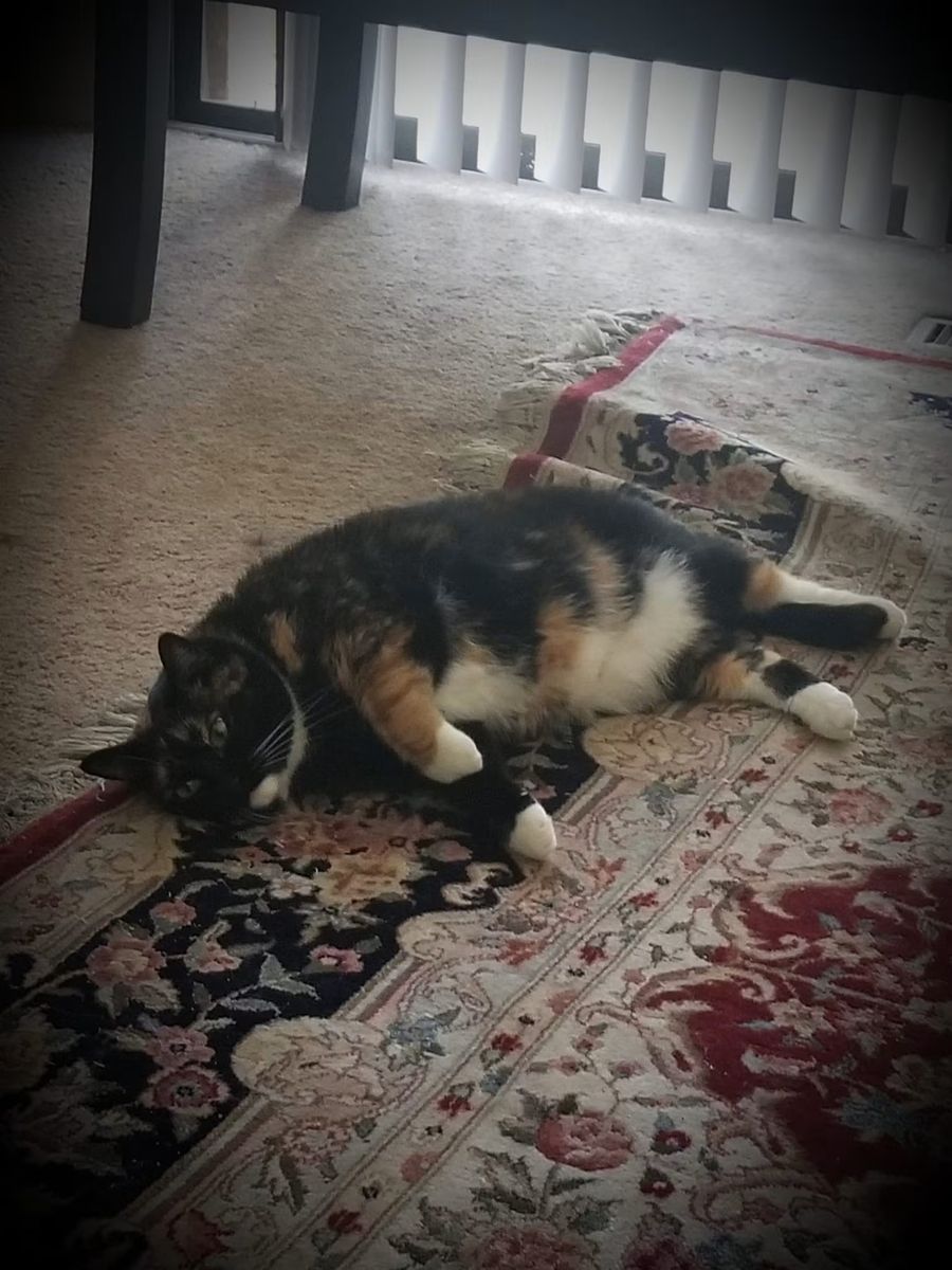 Elderly Female Calico Cat, Kalua - Spayed, Vaccinated, No Health Concerns - Seeks Quiet Home