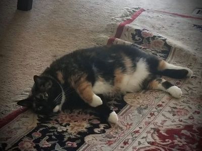 Elderly Female Calico Cat, Kalua - Spayed, Vaccinated, No Health Concerns - Seeks Quiet Home